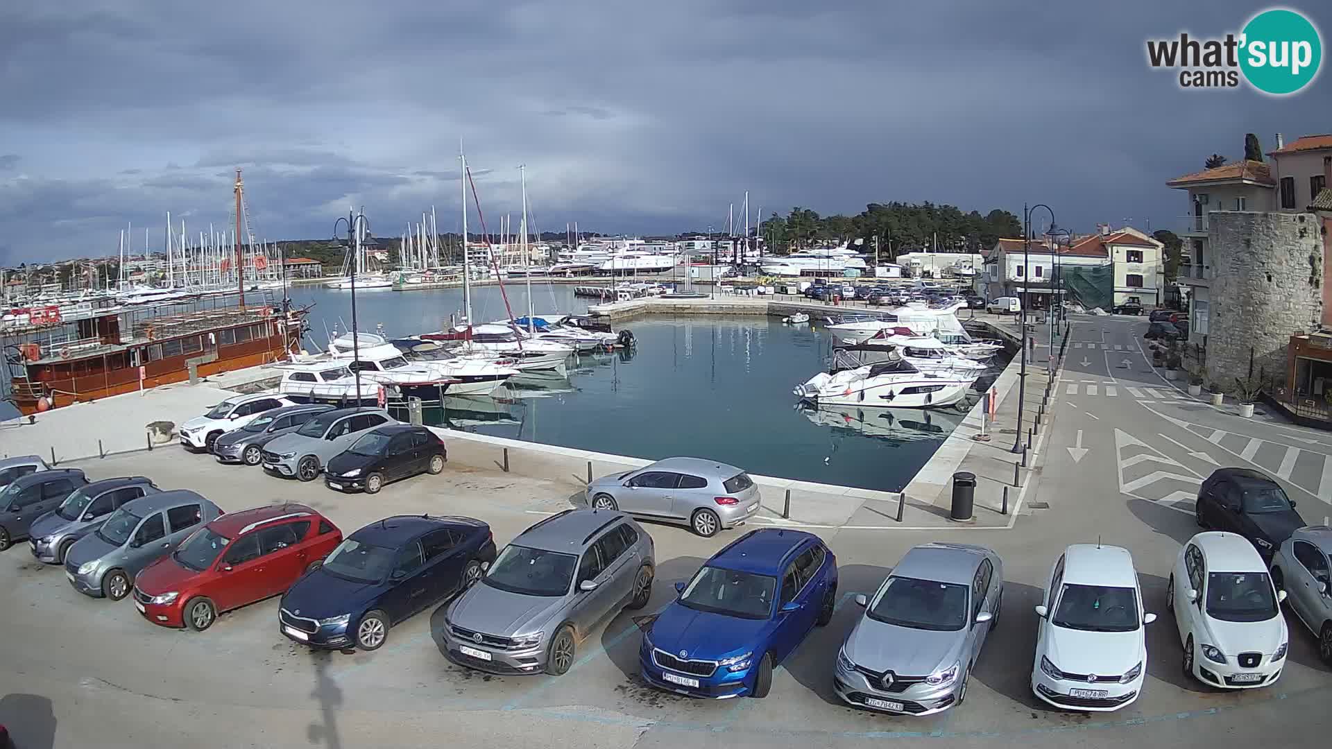 Novigrad | Porporela marina