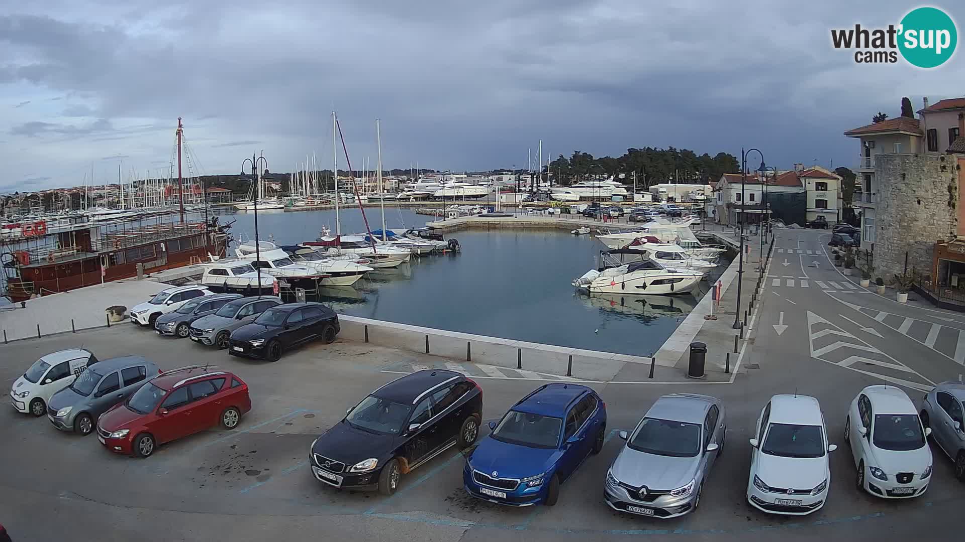 Novigrad | Porporela marina