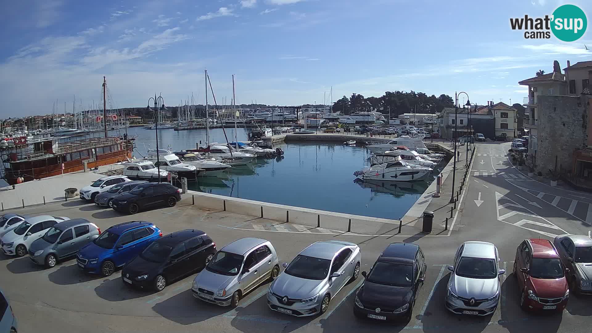 Novigrad | Porporela marina