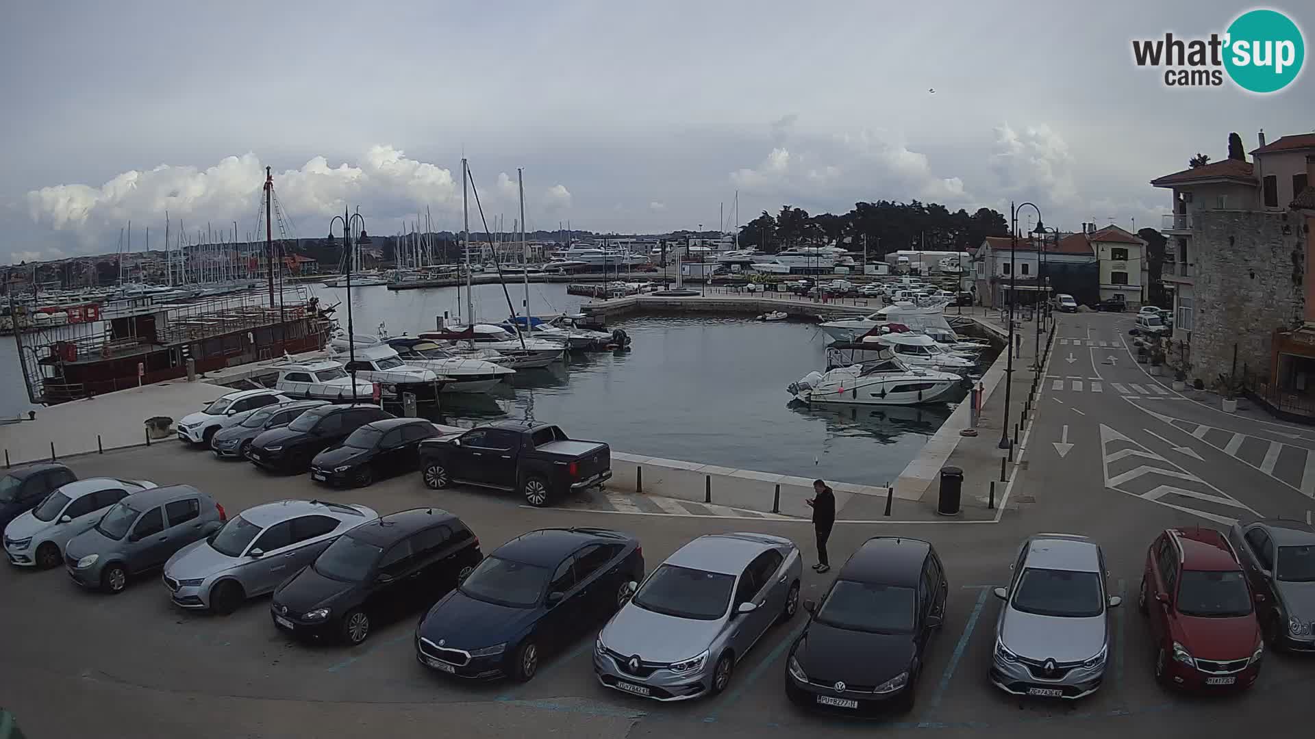 Novigrad | Porporela marina