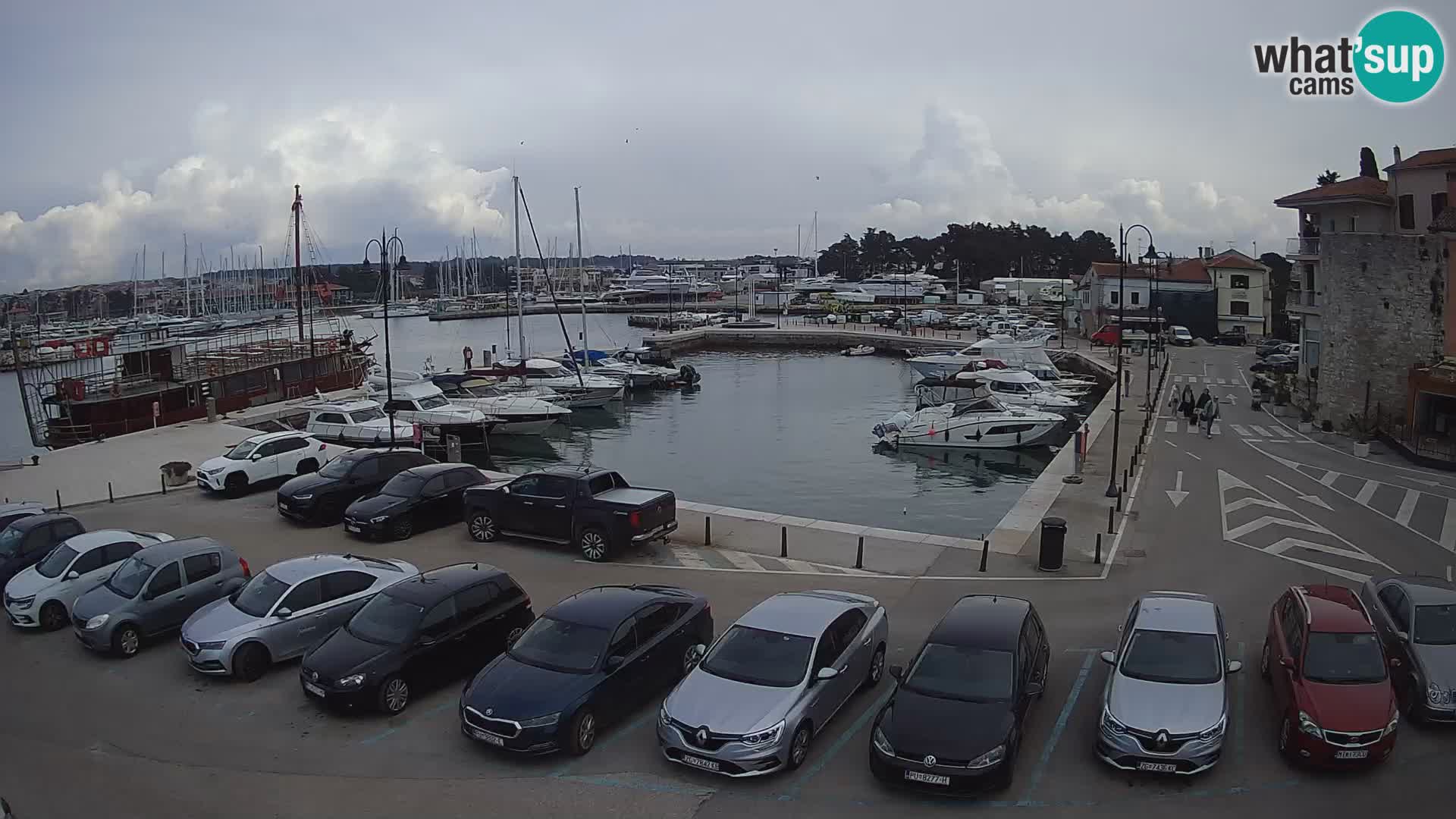 Novigrad | Porporela marina