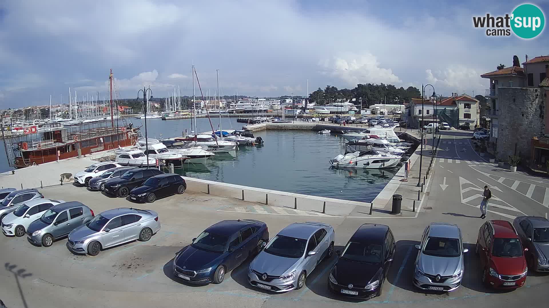 Novigrad | Porporela marina