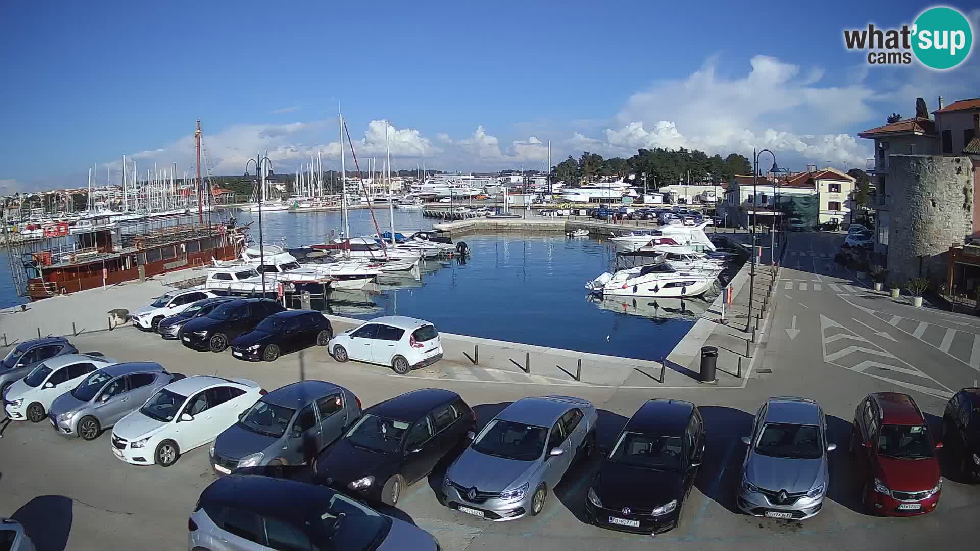 Novigrad | Porporela marina