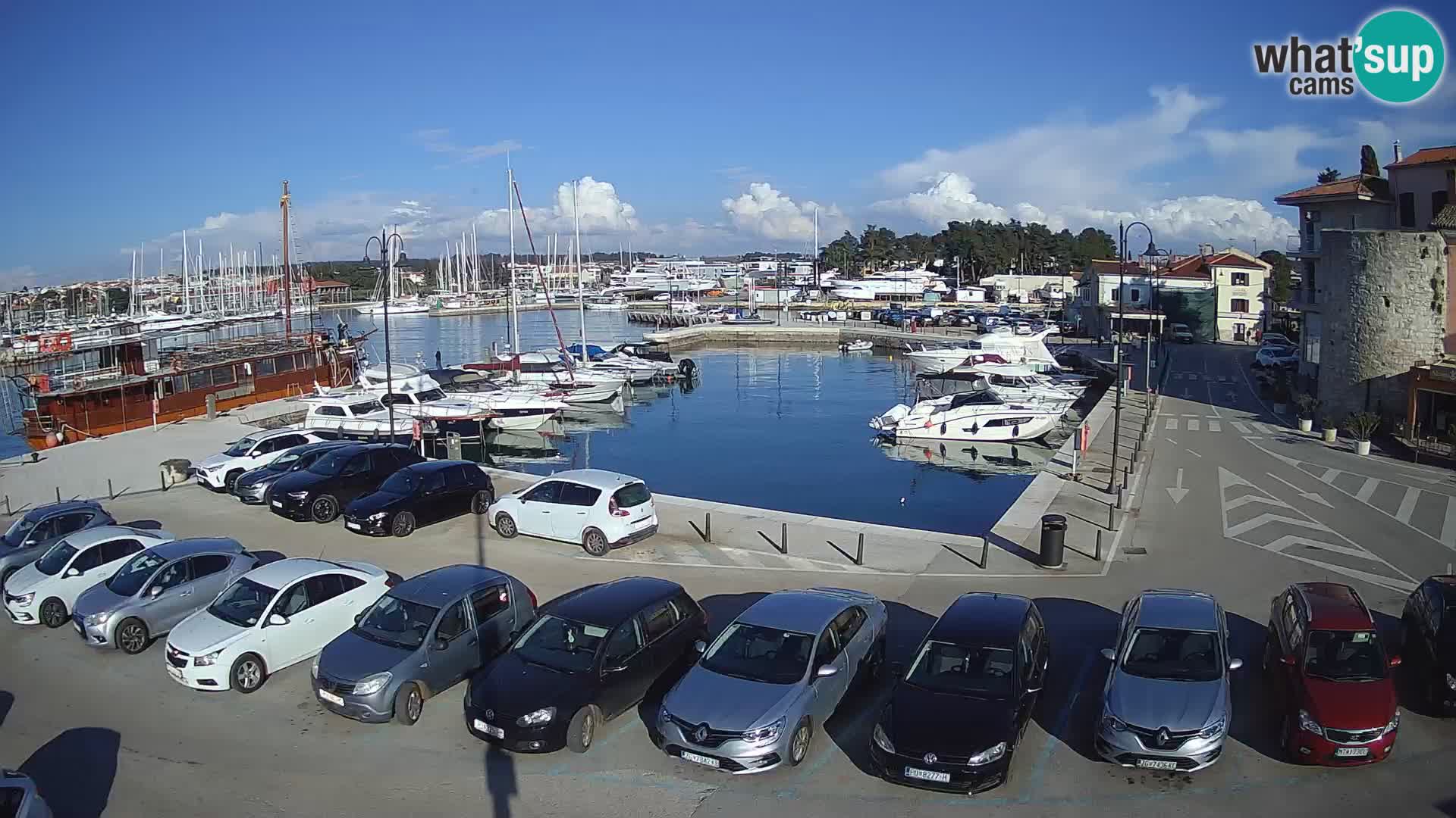 Novigrad | Porporela marina