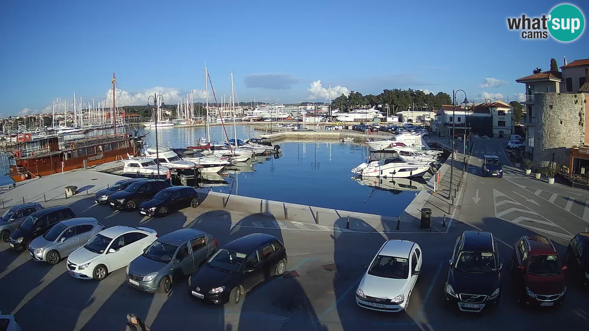 Novigrad | Porporela marina