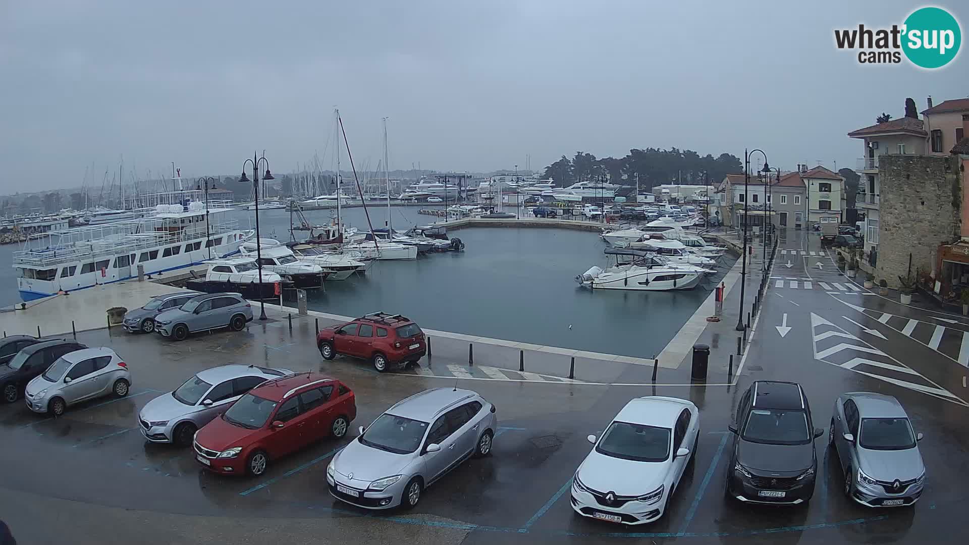 Novigrad | Porporela marina