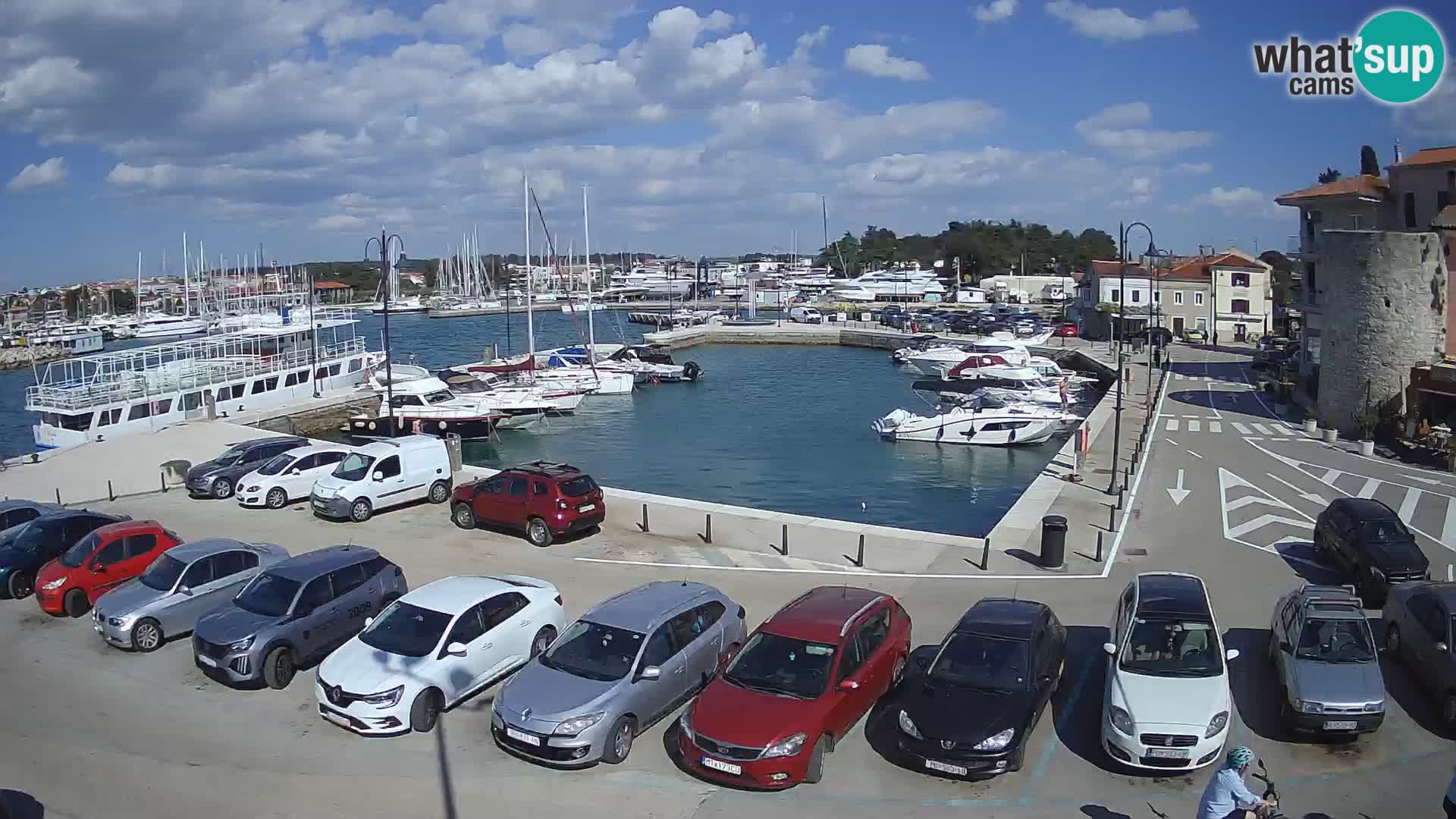 Novigrad | Porporela marina