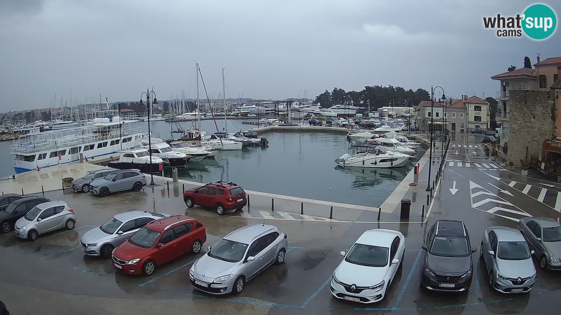 Novigrad | Porporela marina