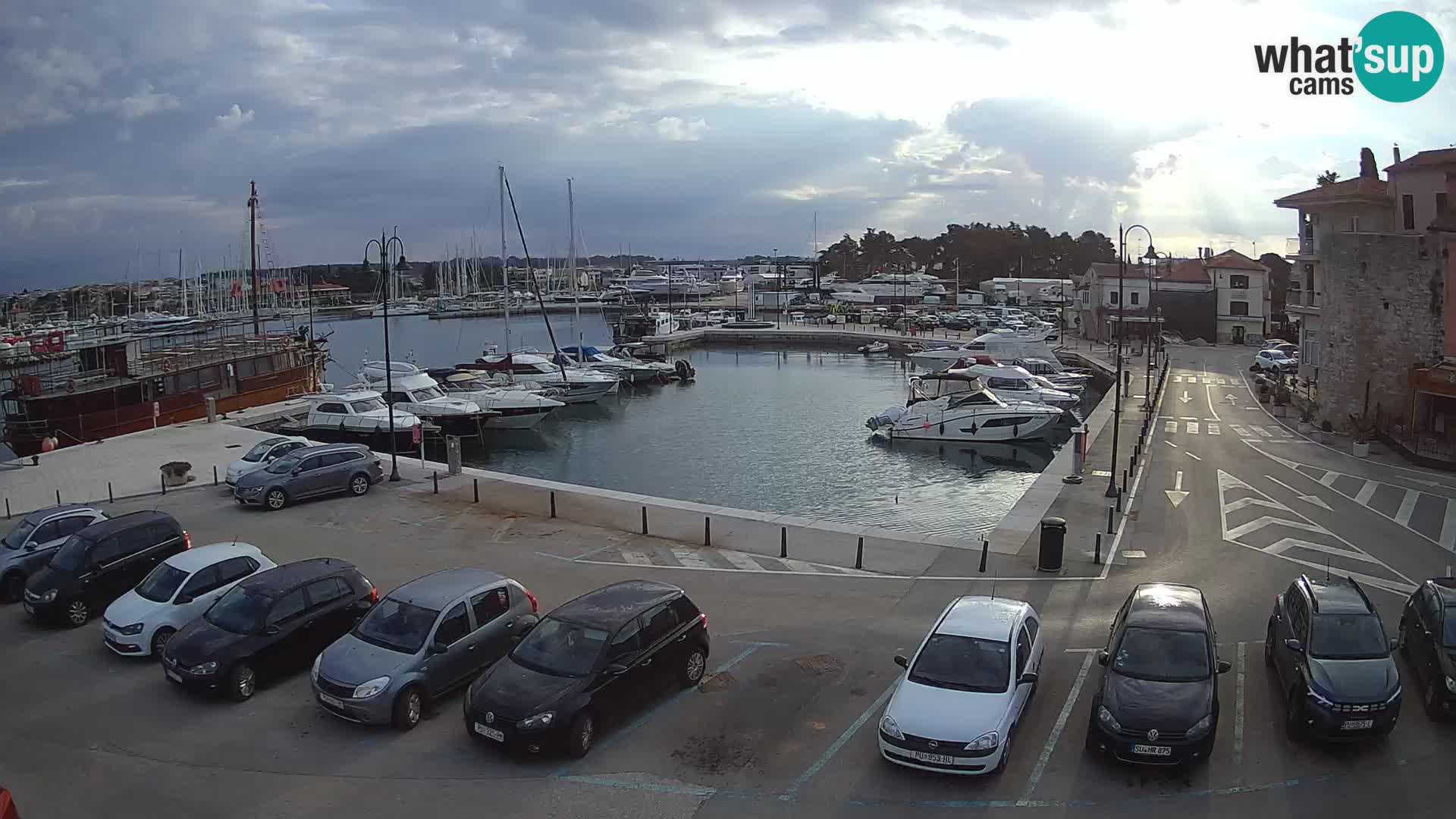 Novigrad | Porporela marina