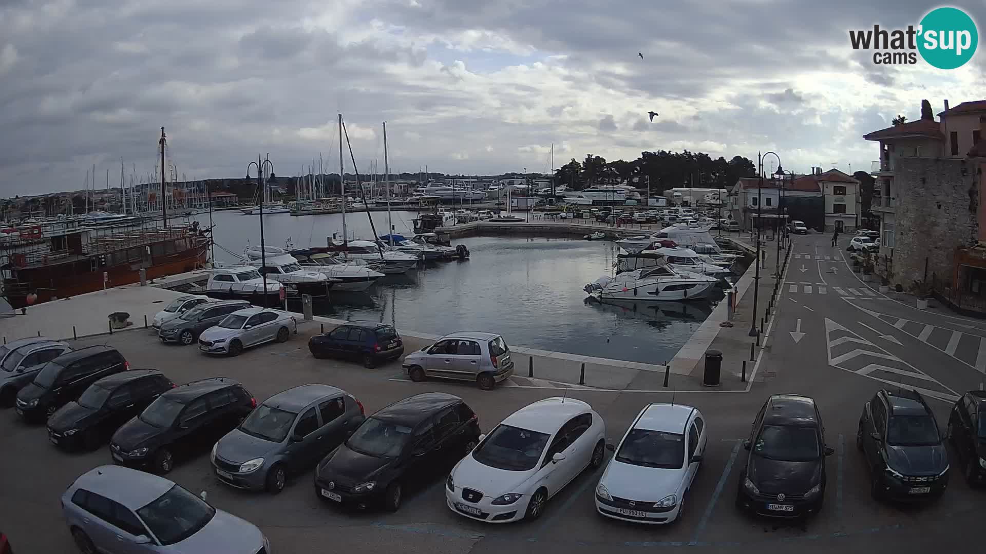 Novigrad | Porporela marina