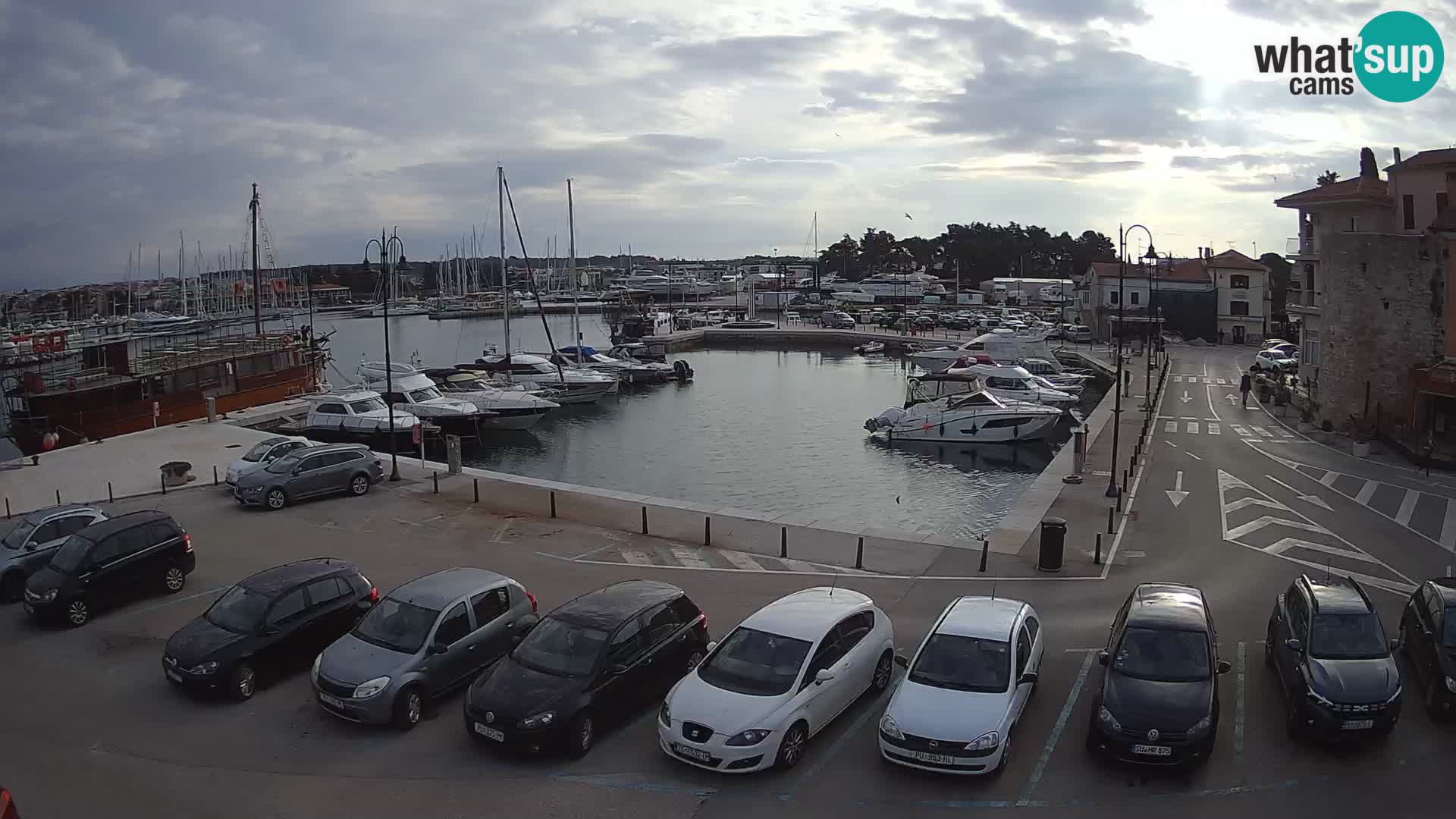 Novigrad | Porporela marina
