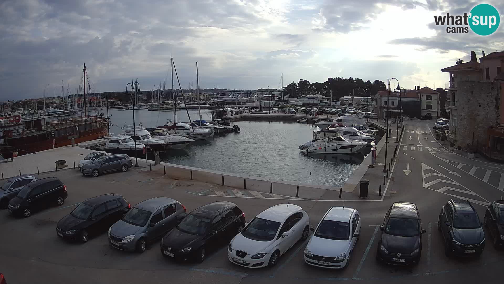 Novigrad | Porporela marina