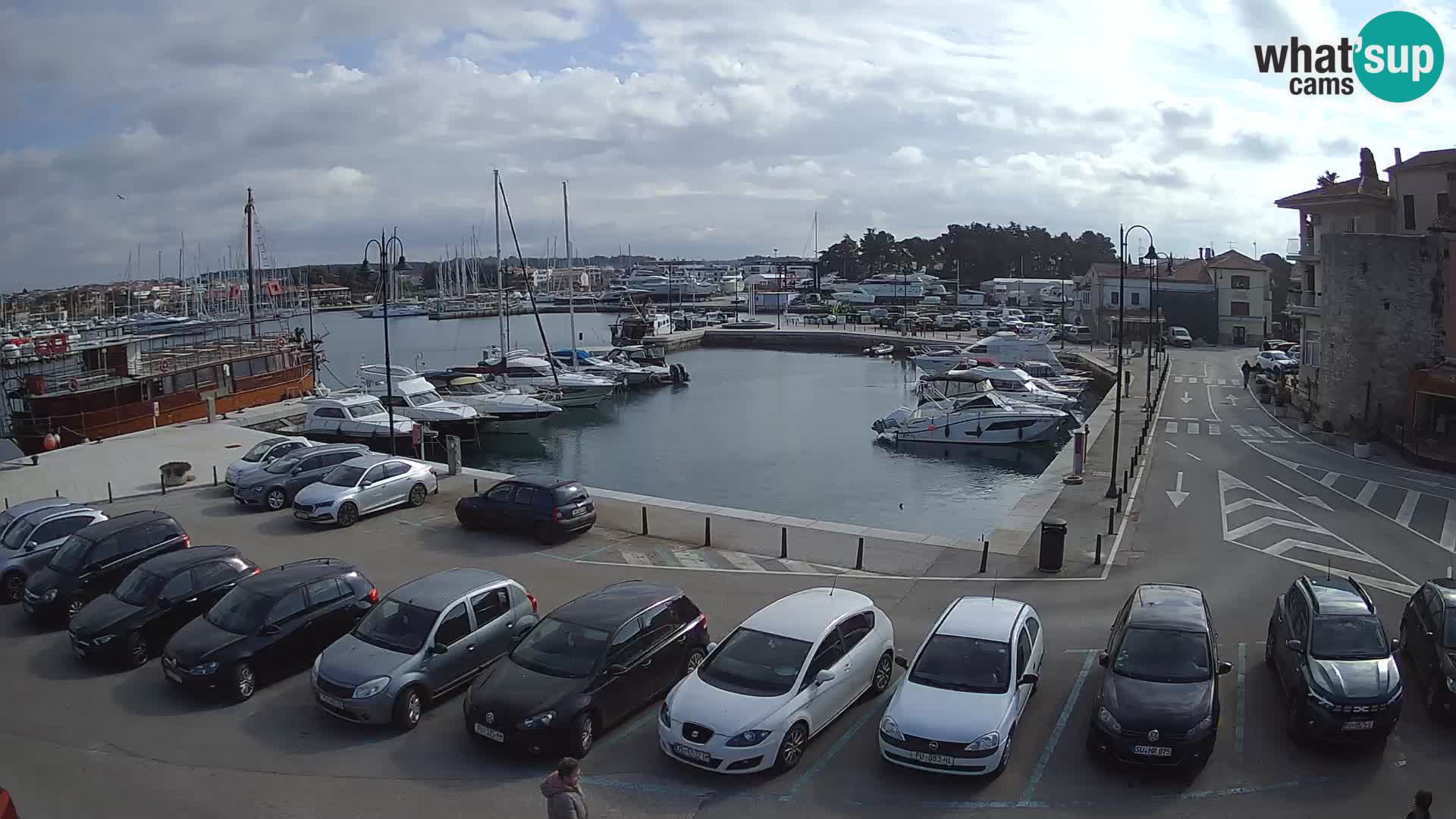 Novigrad | Porporela marina