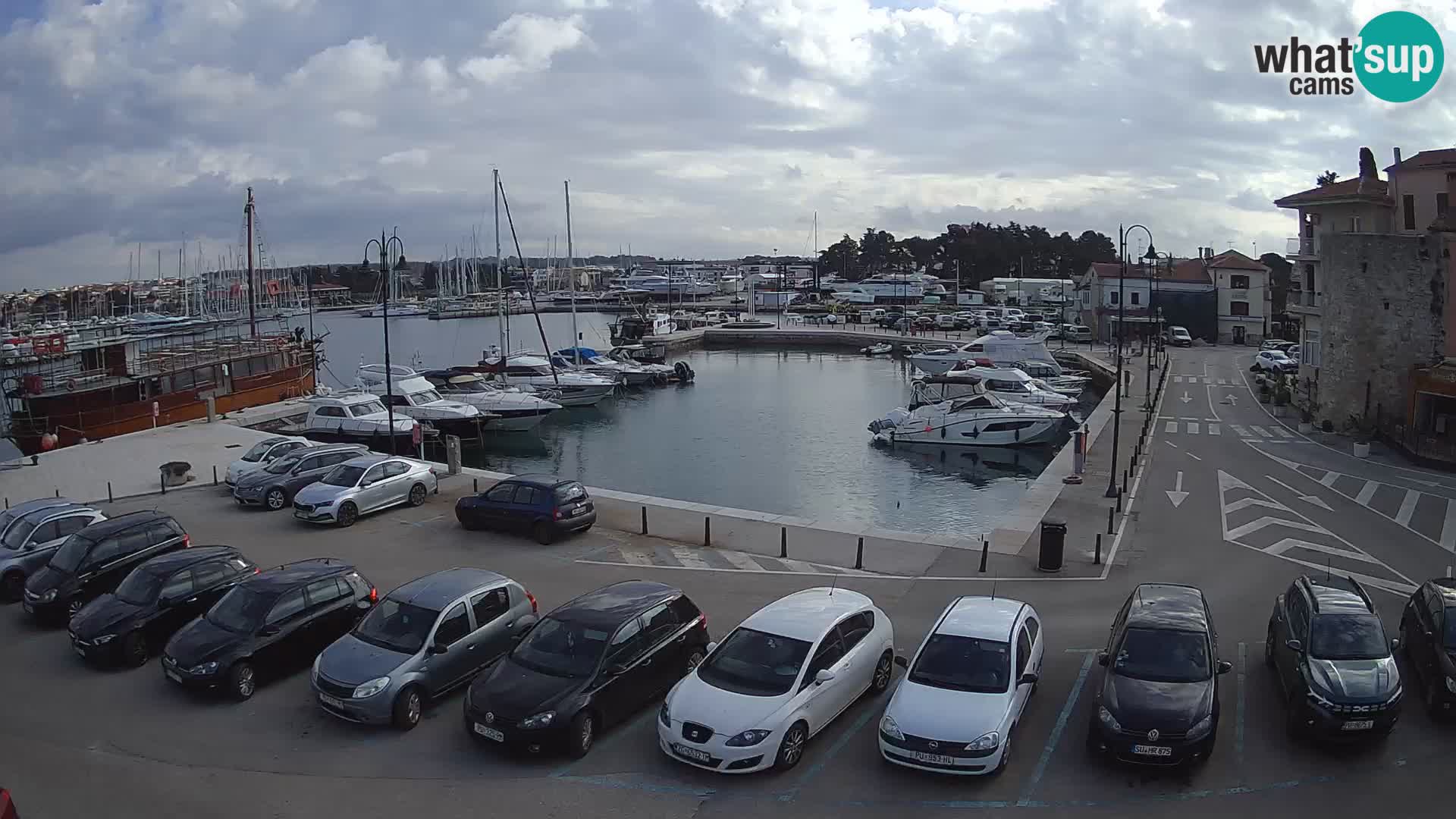 Novigrad | Porporela marina