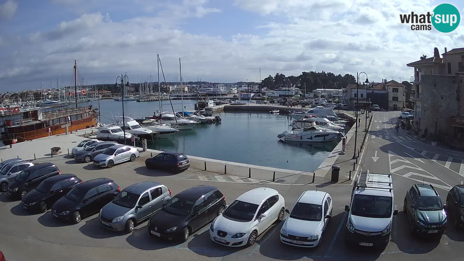 Novigrad | Porporela marina