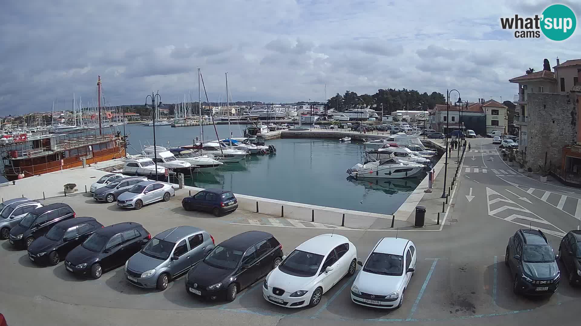 Novigrad | Porporela marina