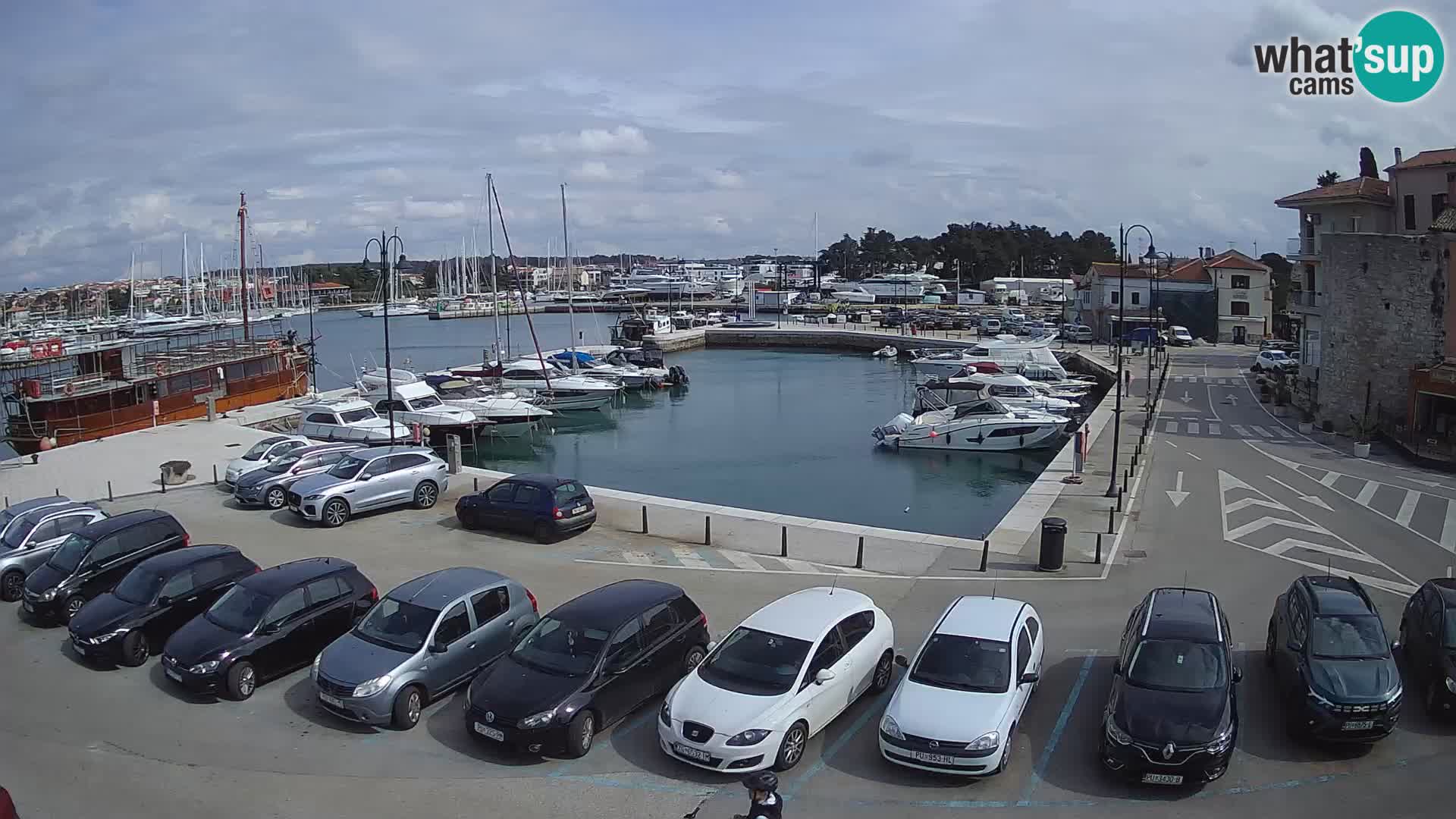 Novigrad | Porporela marina