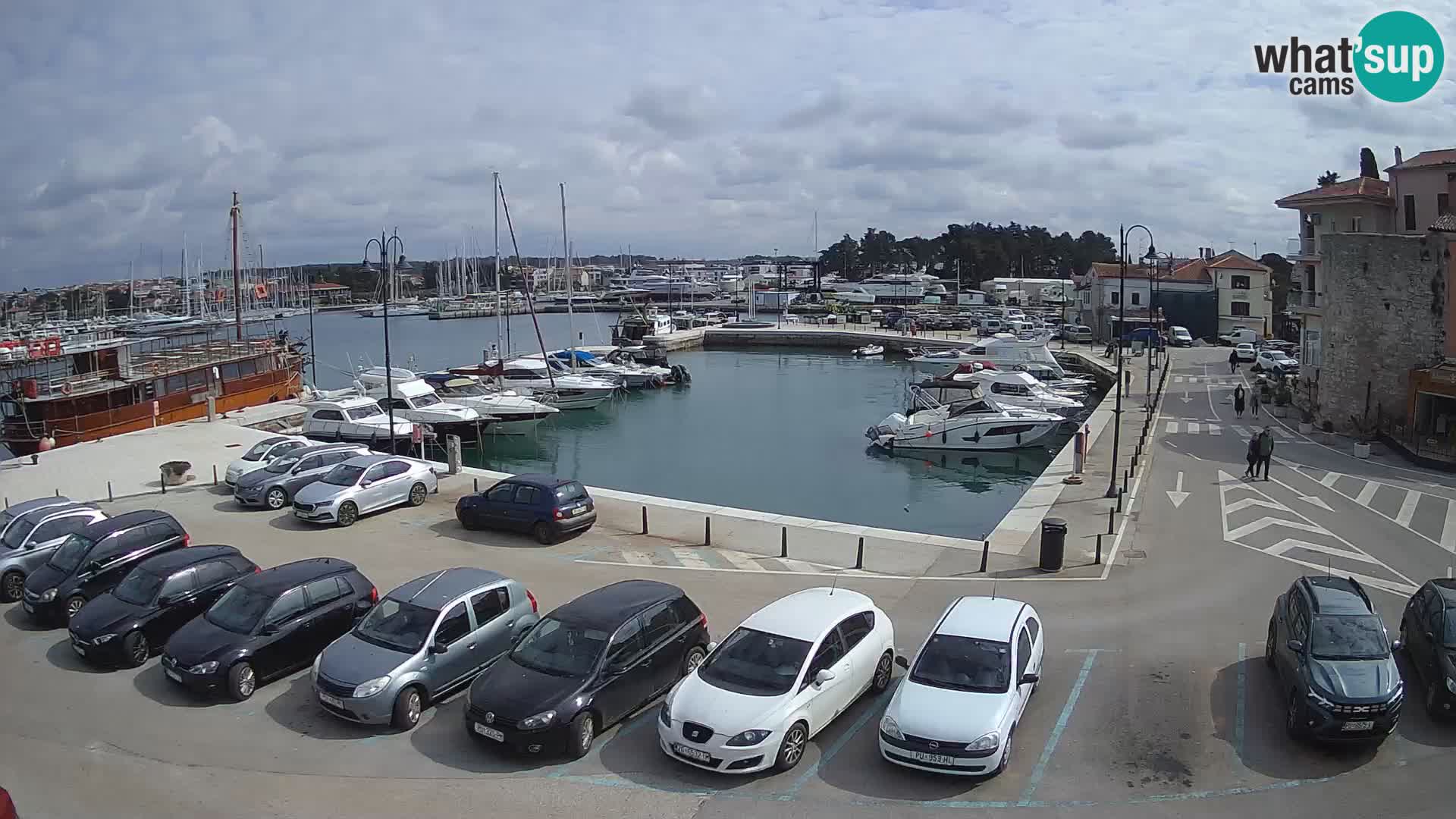 Novigrad | Porporela marina