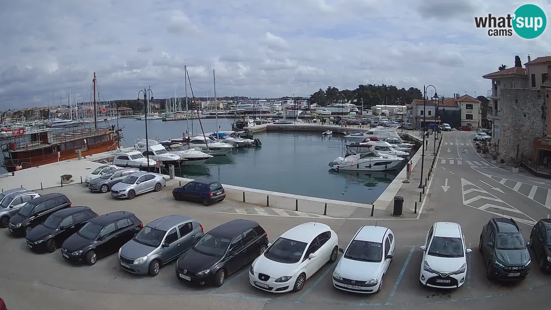 Novigrad | Porporela marina