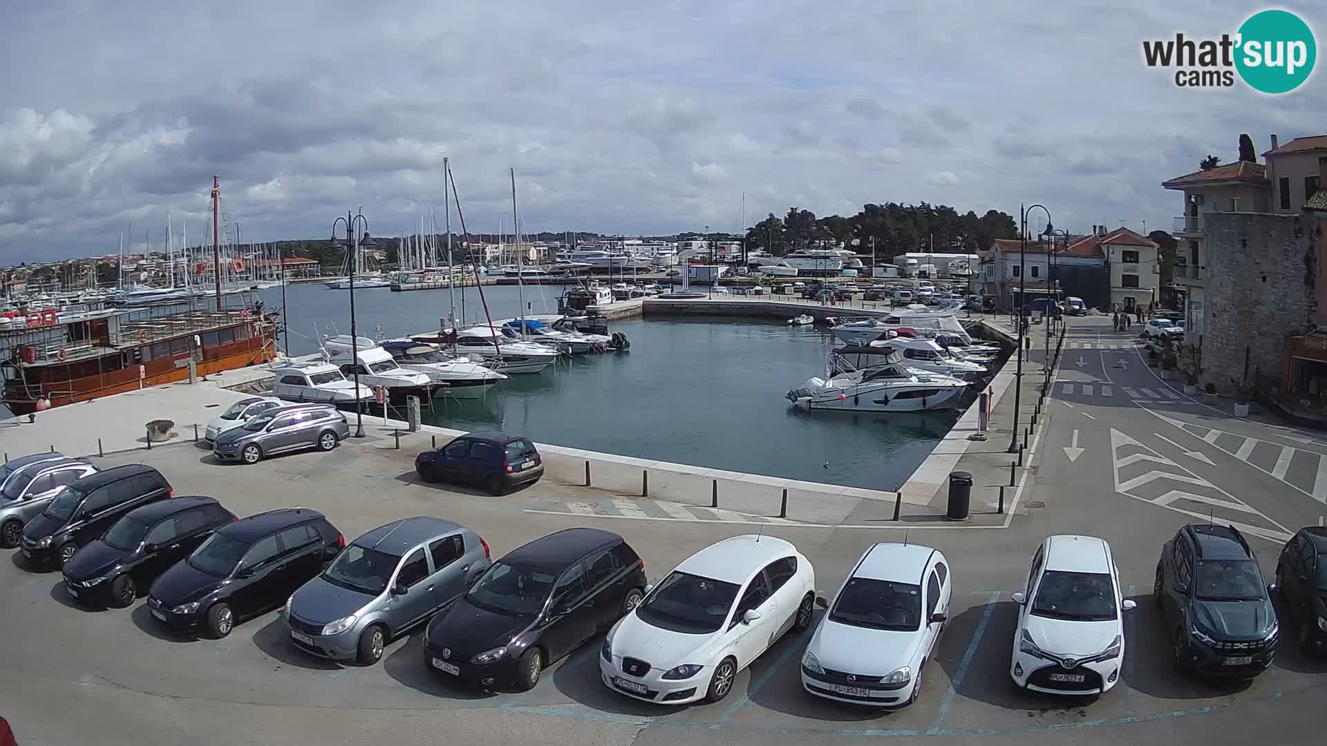 Novigrad | Porporela marina