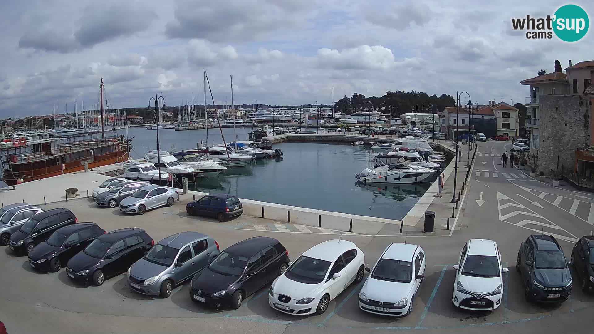 Novigrad | Porporela marina