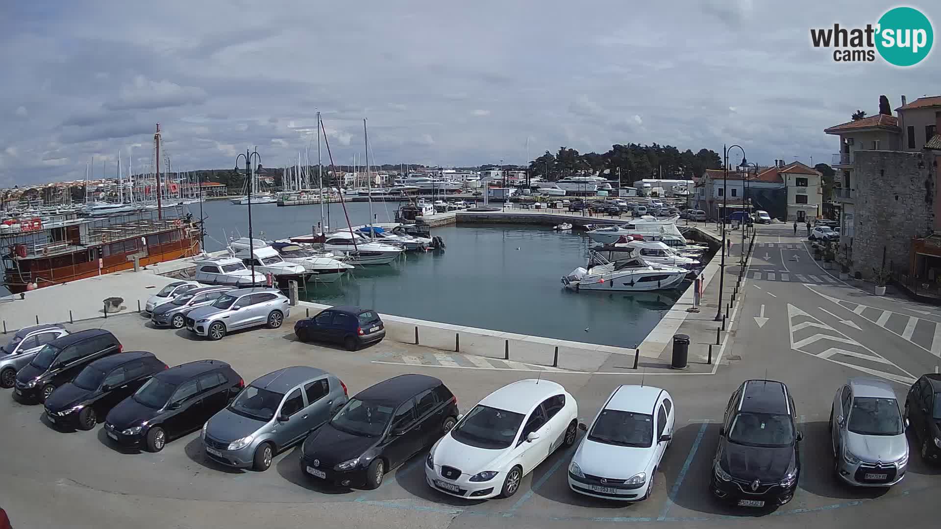 Novigrad | Porporela marina
