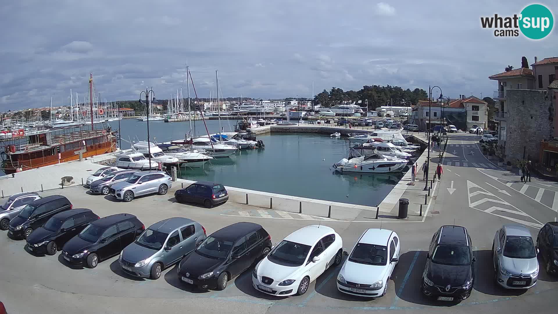 Novigrad | Porporela marina