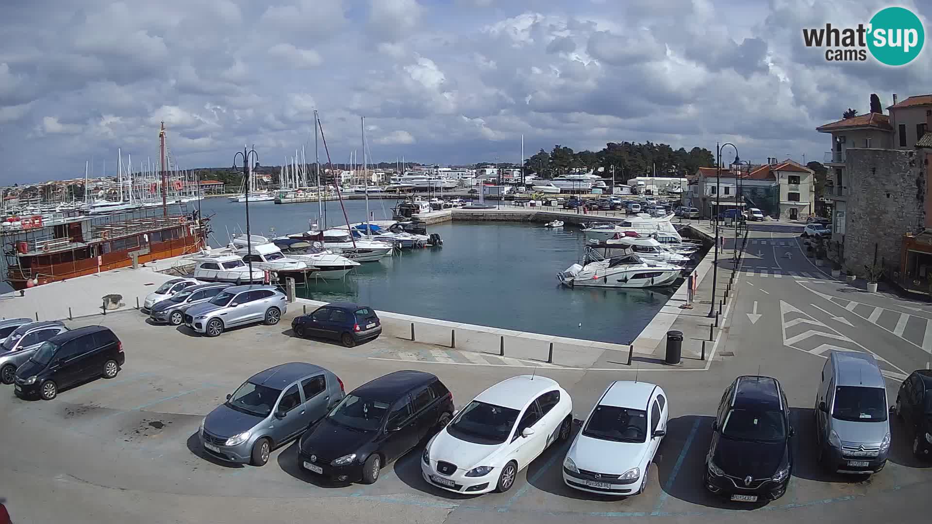 Novigrad | Porporela marina