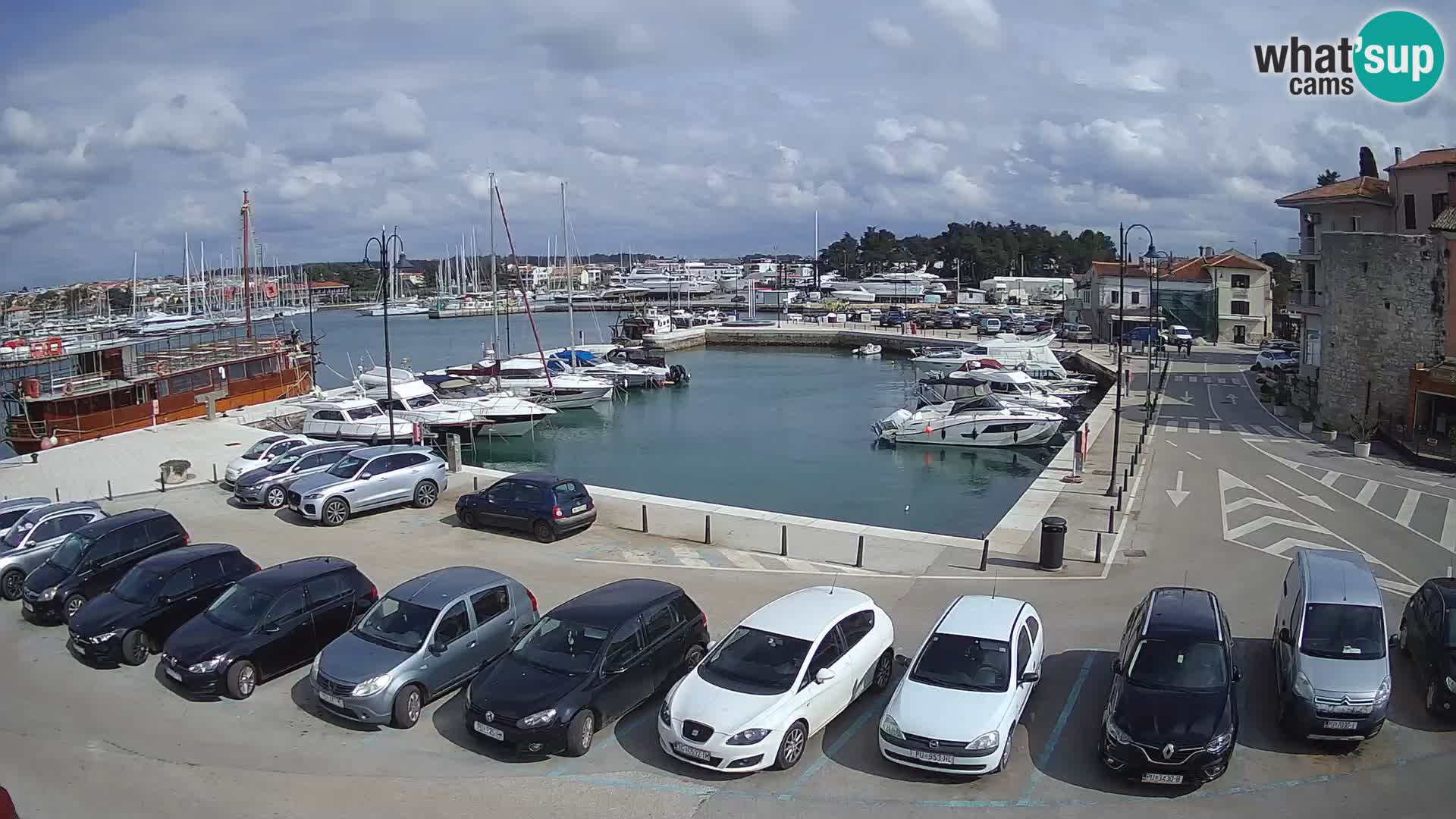 Novigrad | Porporela marina