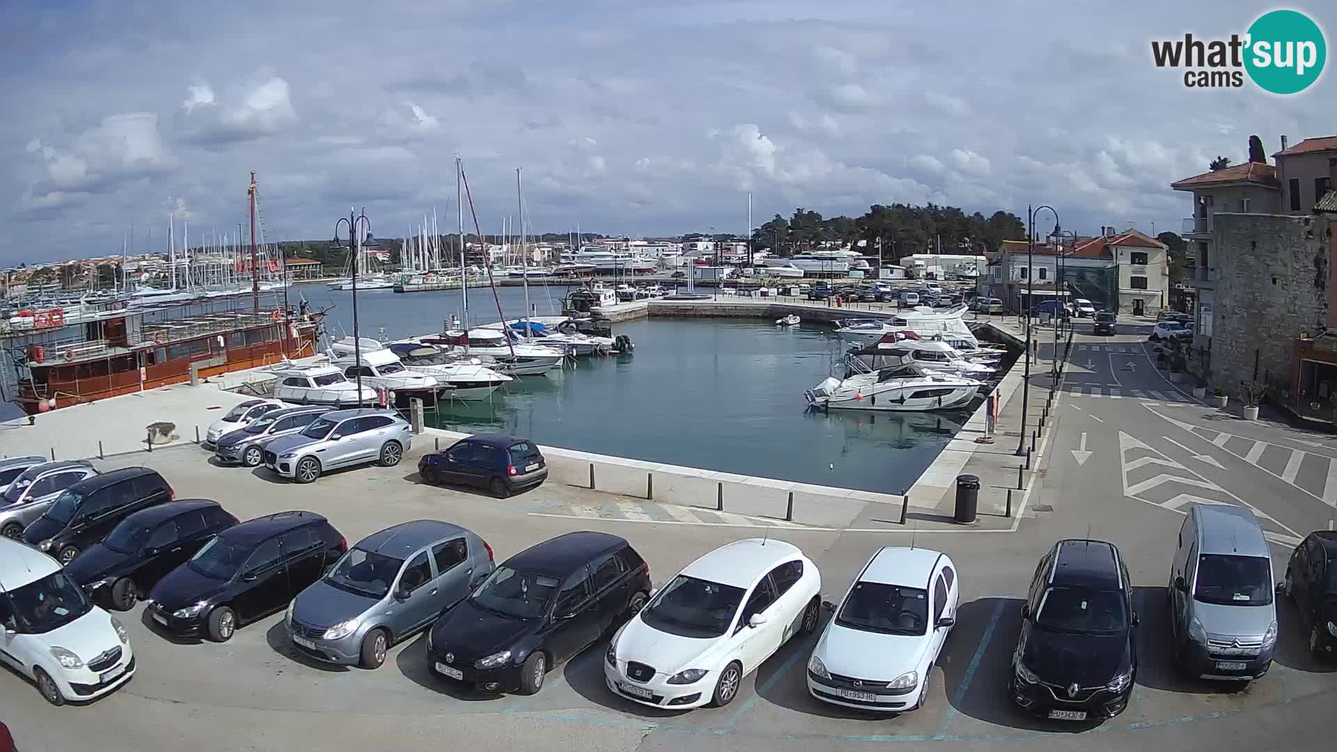 Novigrad | Porporela marina