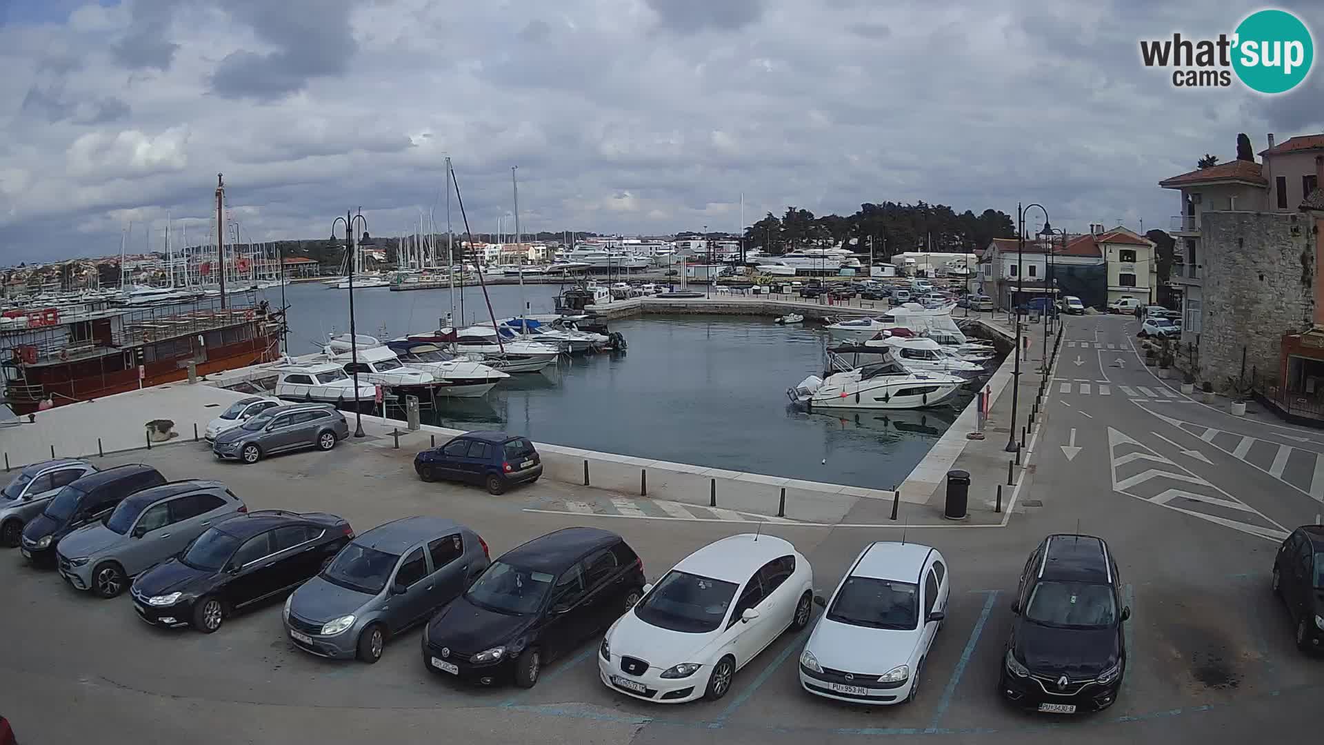 Novigrad | Porporela marina