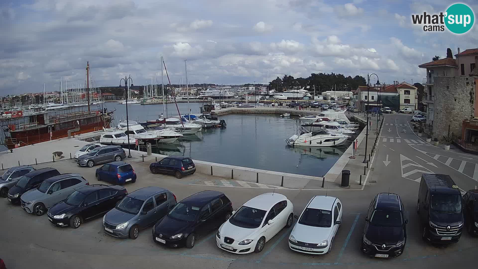 Novigrad | Porporela marina