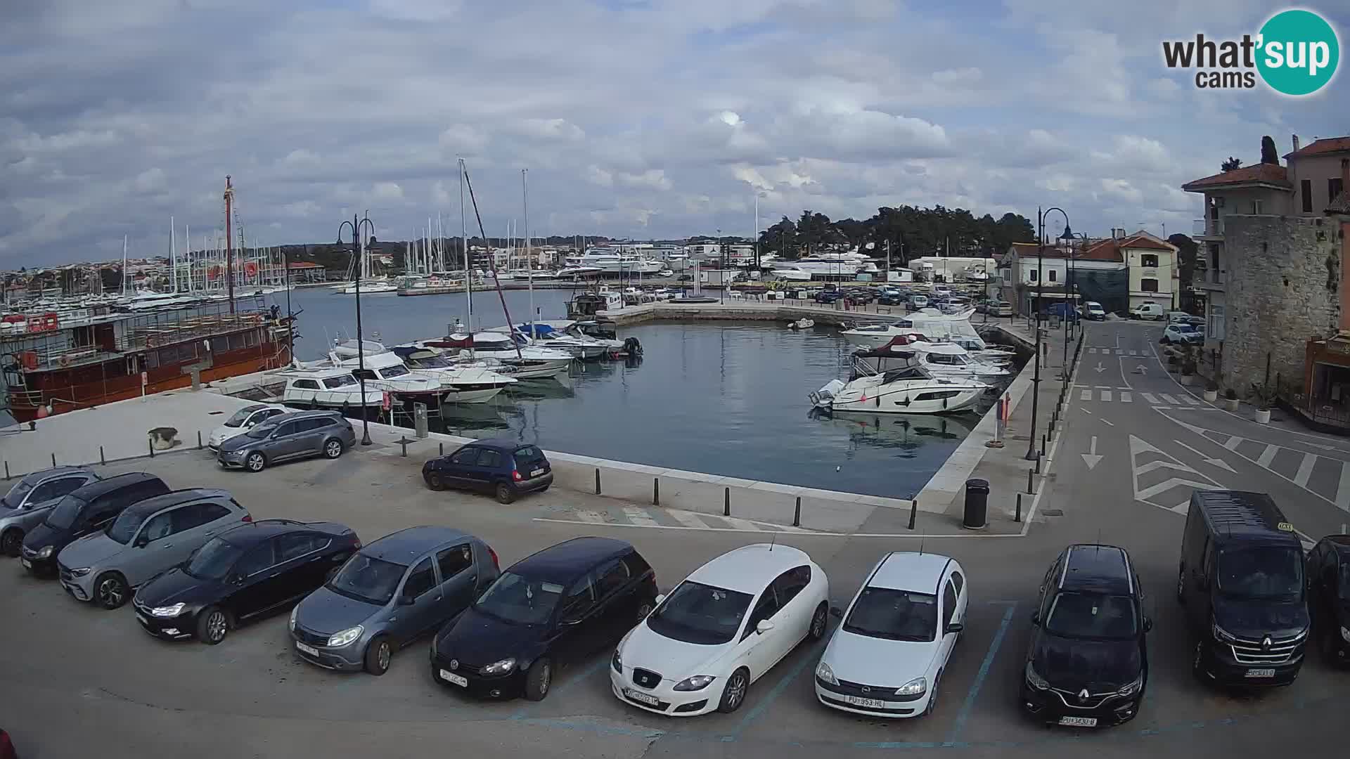 Novigrad | Porporela marina