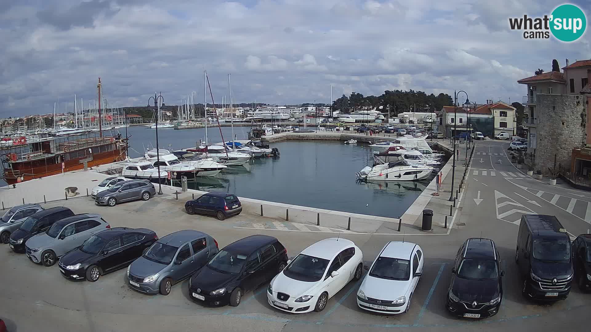 Novigrad | Porporela marina