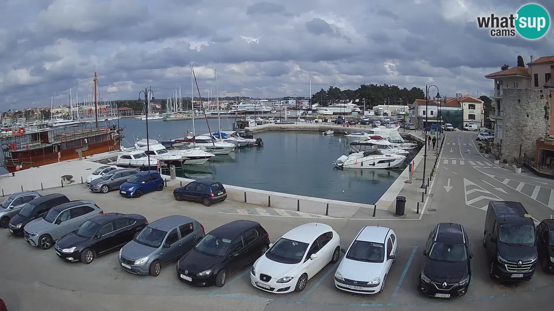 Novigrad | Porporela marina