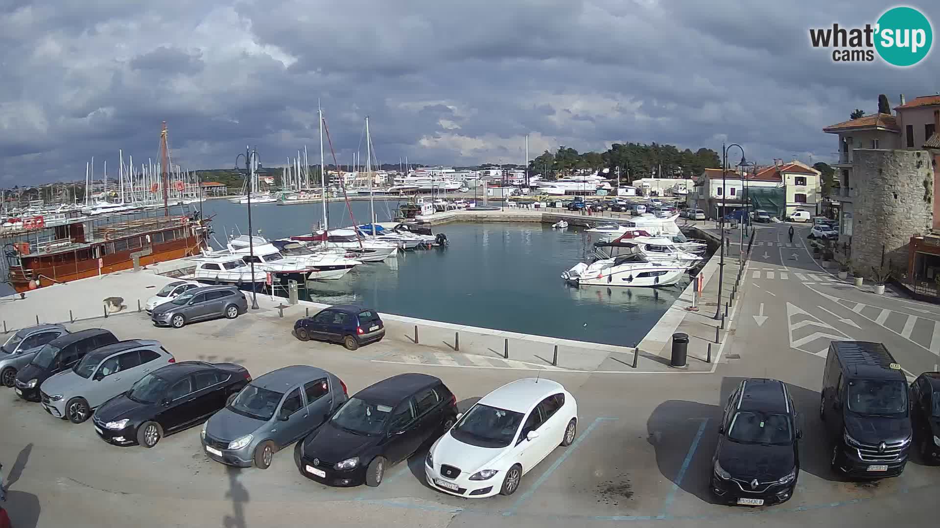 Novigrad | Porporela marina