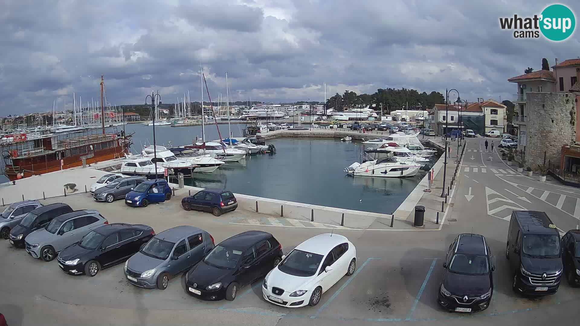 Novigrad | Porporela marina