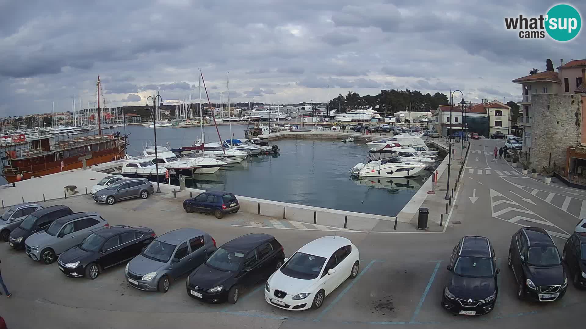 Novigrad | Porporela marina