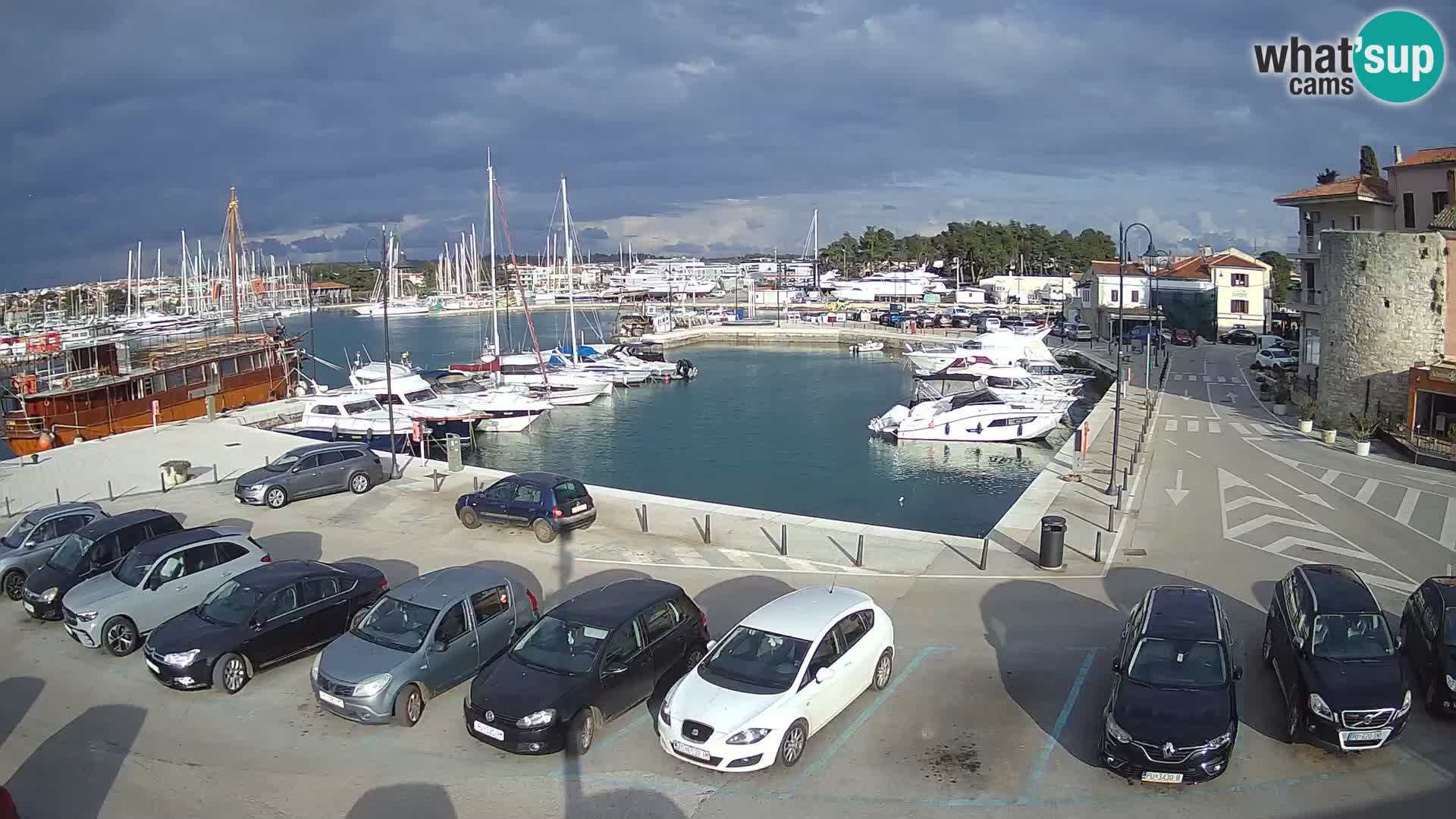 Novigrad | Porporela marina