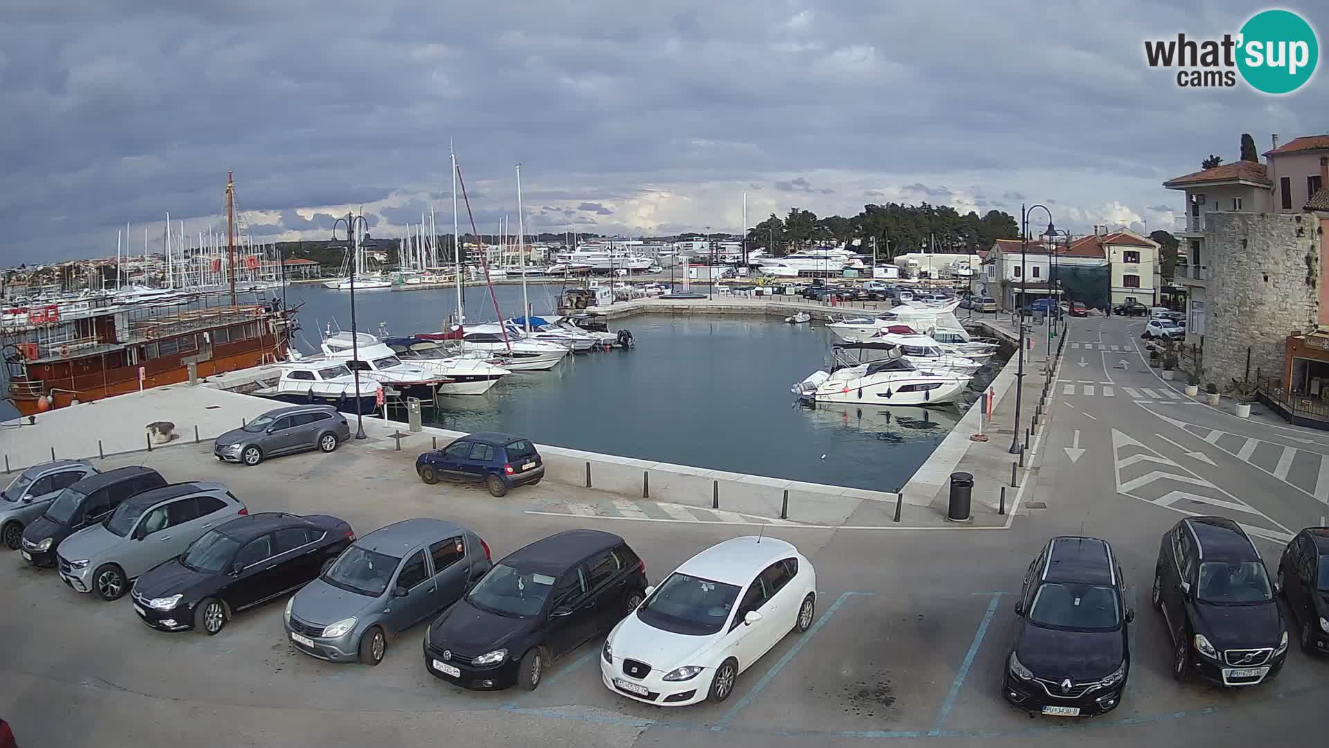 Novigrad | Porporela marina