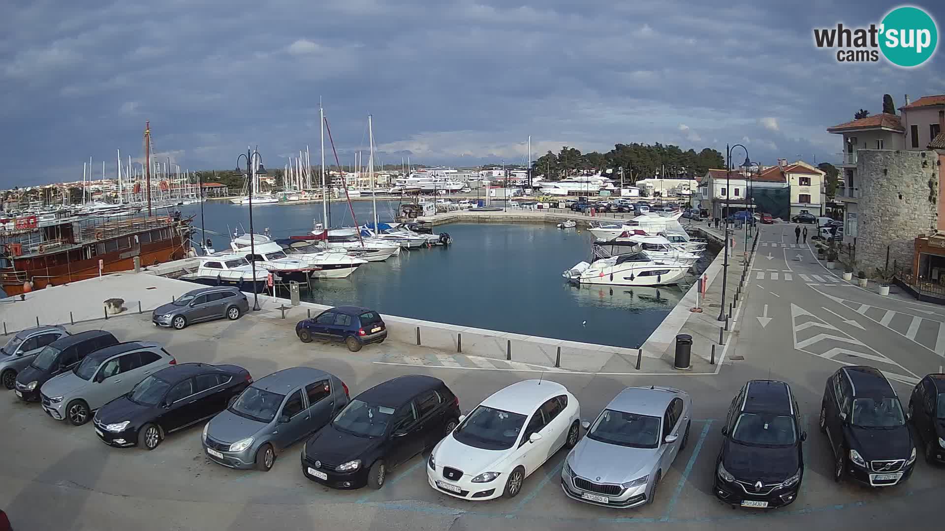 Novigrad | Porporela marina