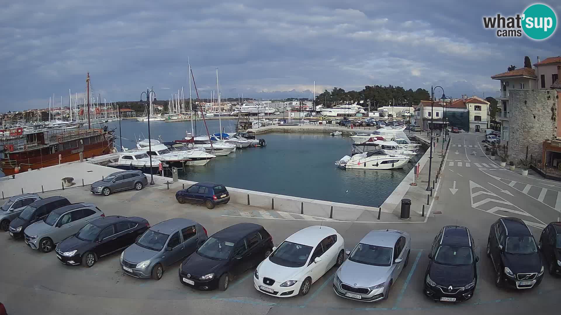 Novigrad | Porporela marina