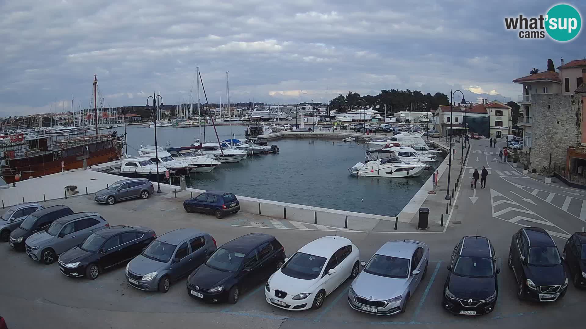 Novigrad | Porporela marina