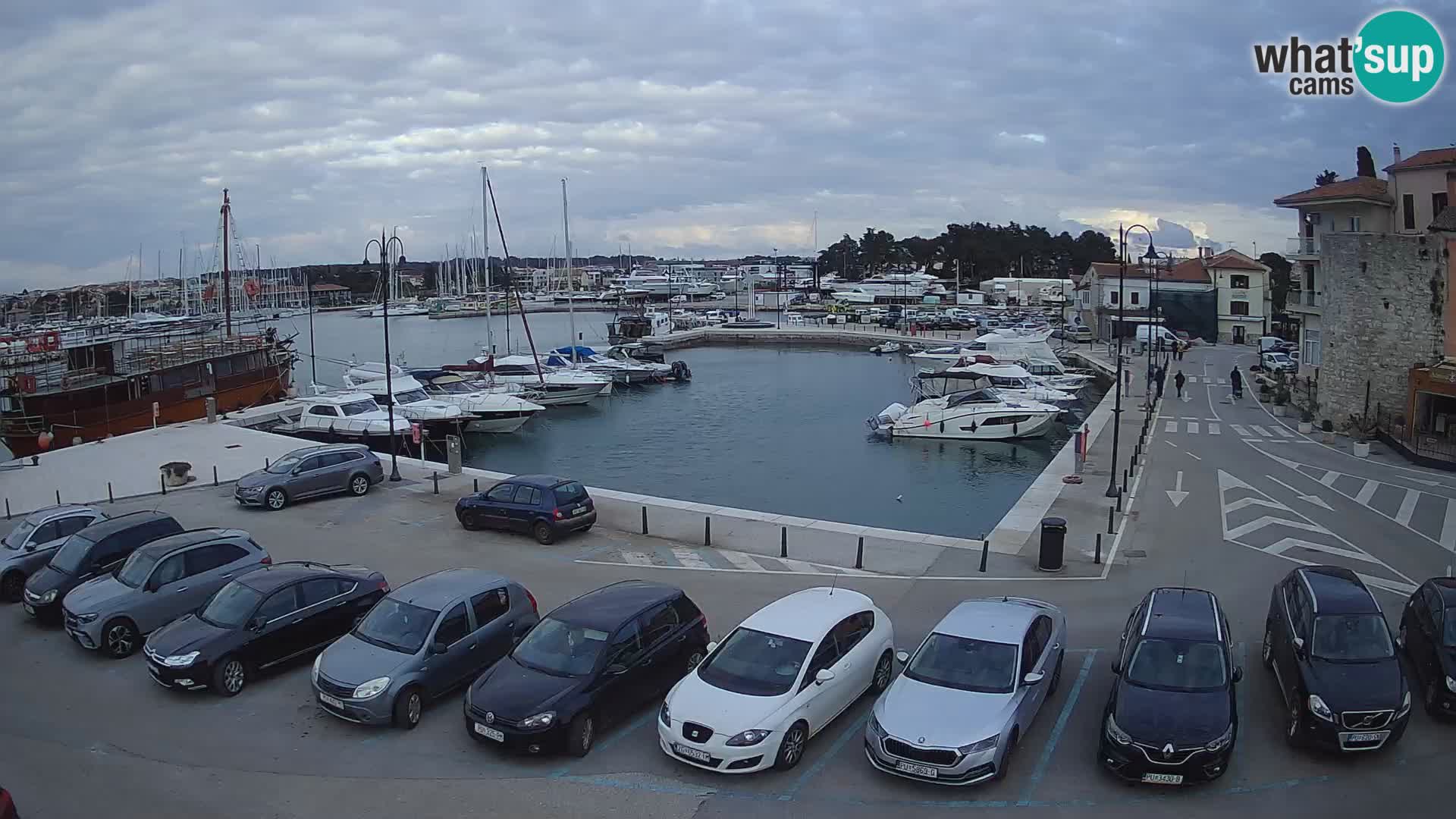 Novigrad | Porporela marina