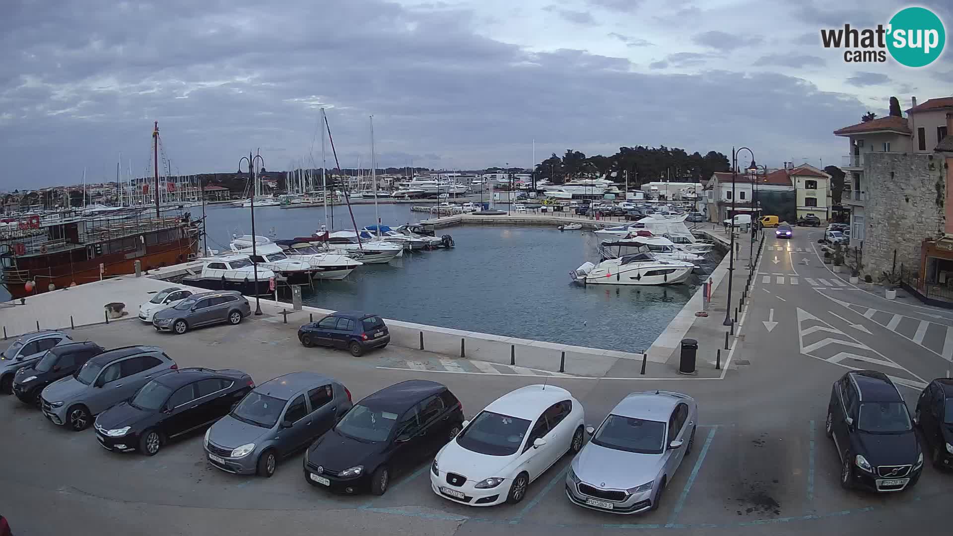 Novigrad | Porporela marina