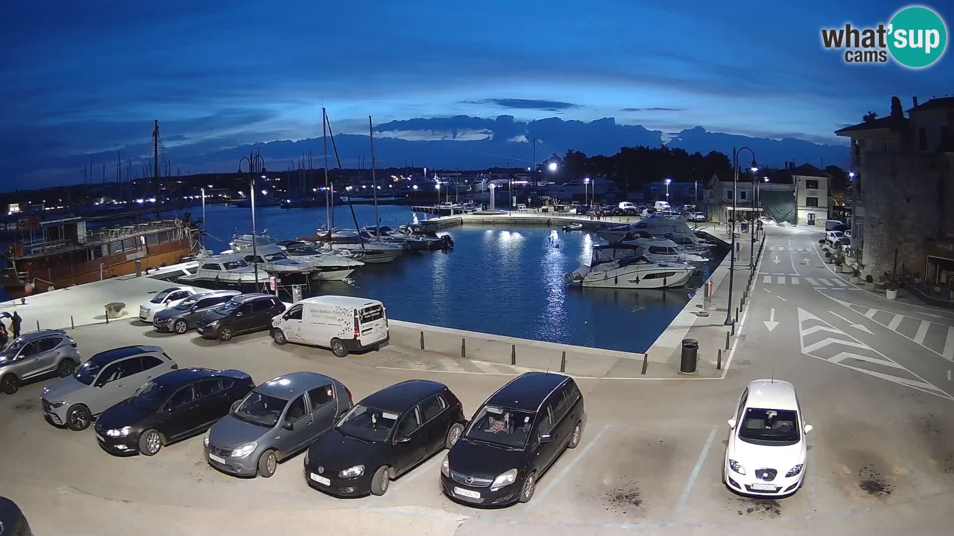 Novigrad | Porporela marina