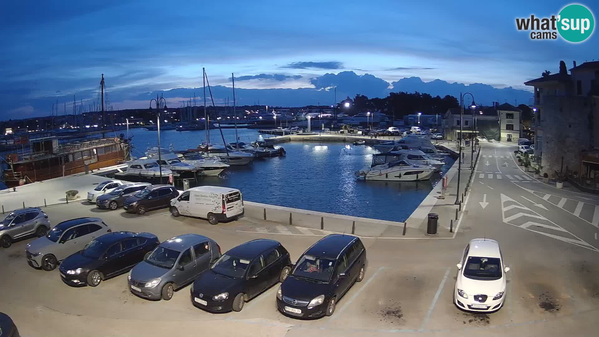 Novigrad | Porporela marina