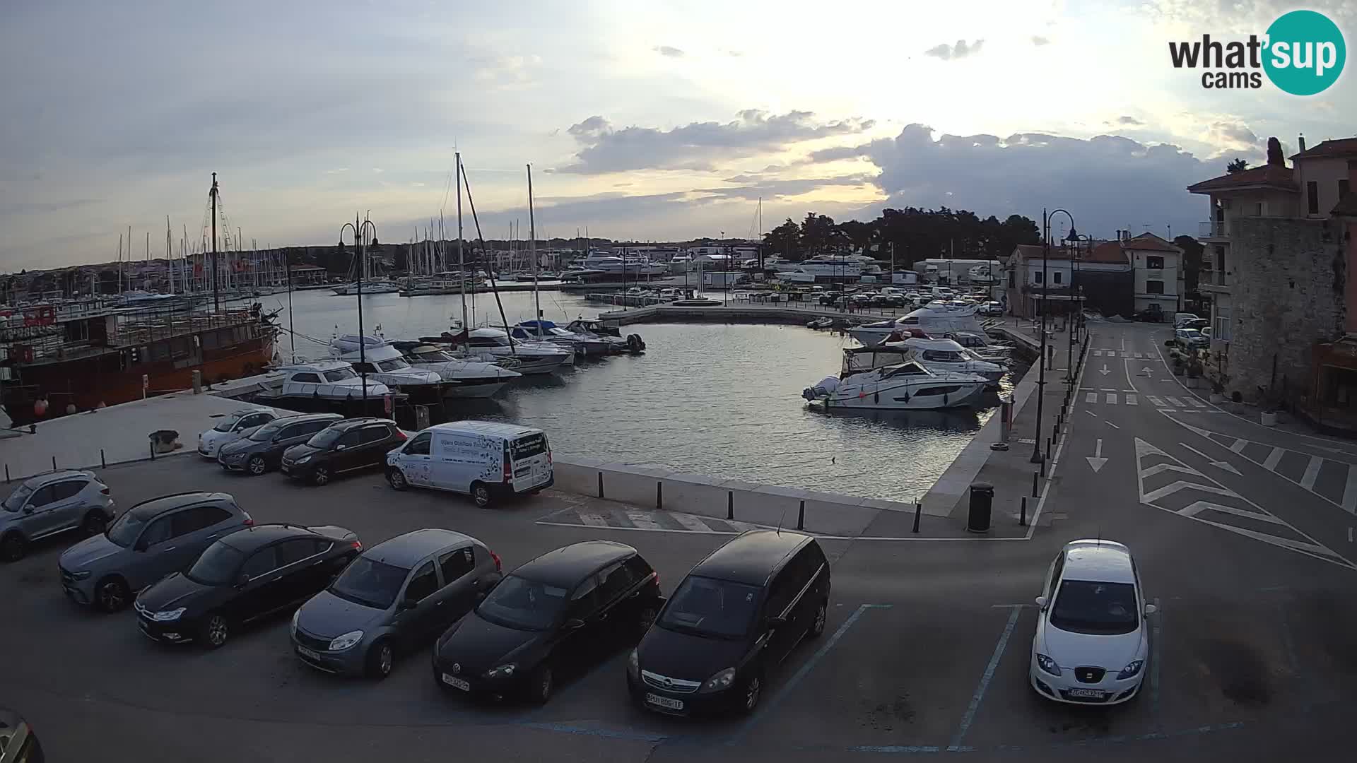 Novigrad | Porporela marina