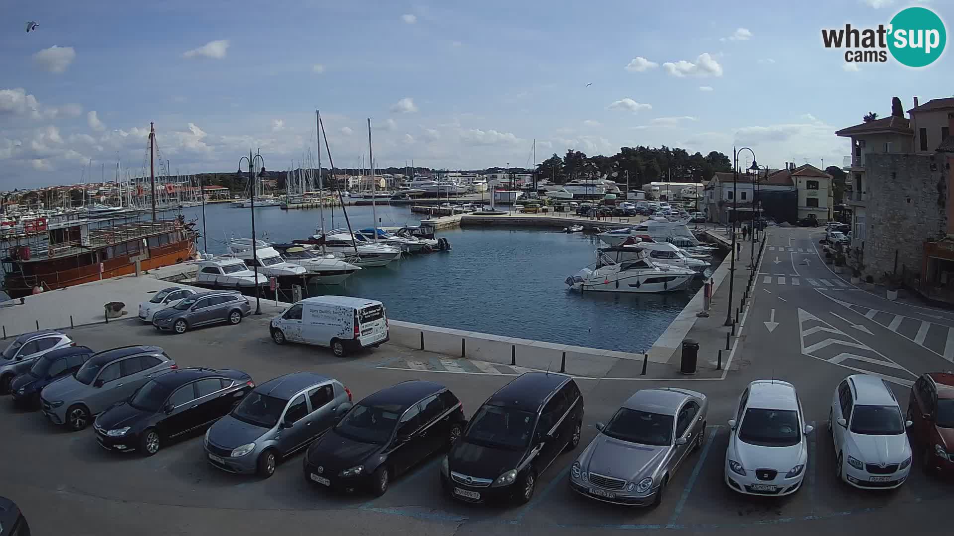 Novigrad | Porporela marina