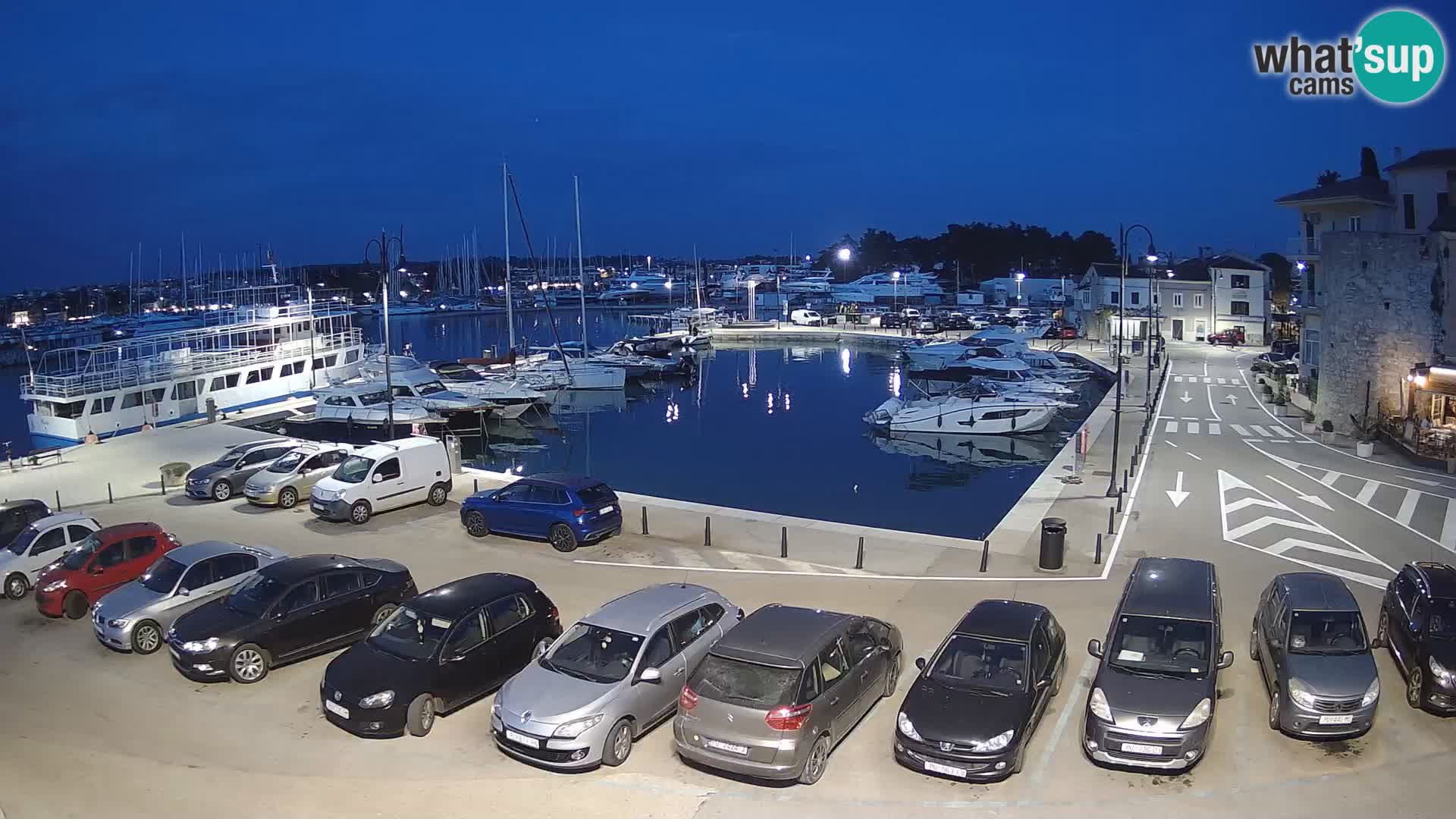 Novigrad | Porporela marina